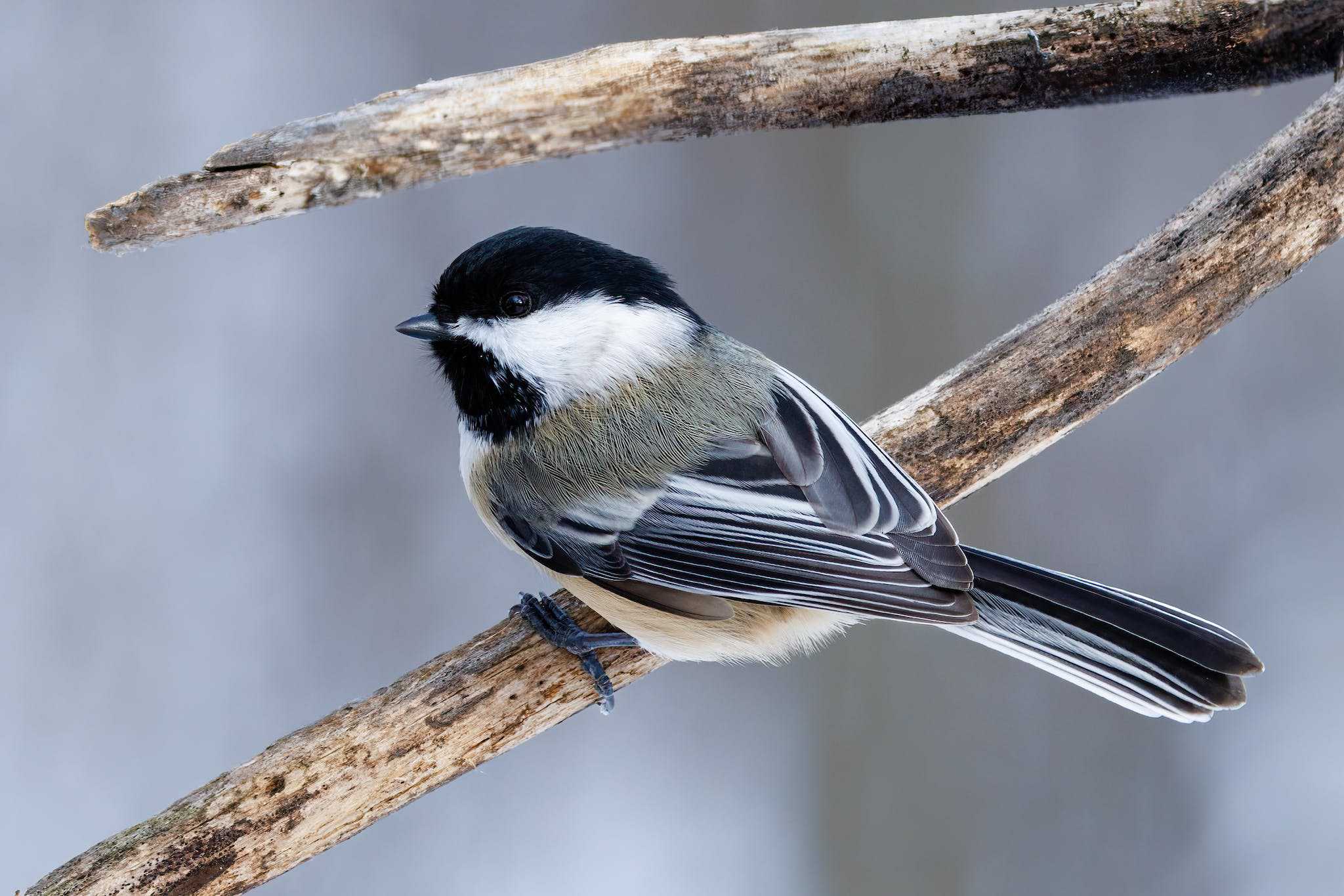 Close-Up of a Black-Capped Chickadee on a Tree Branch