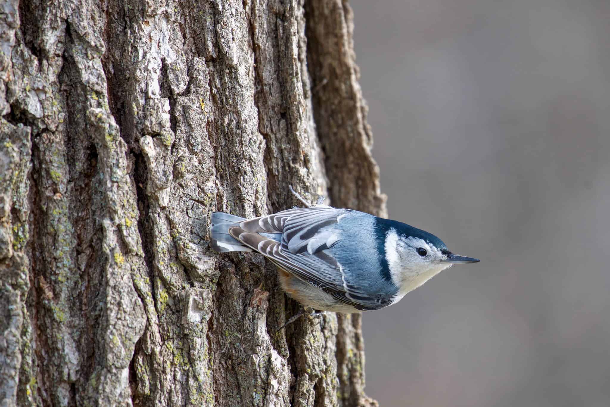 Close-Up Shot of a Blue Warbler Perched on a Tree Trunk