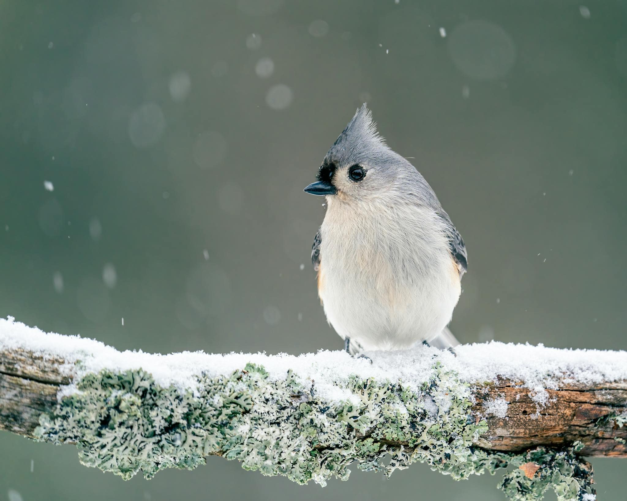 Closeup shot of tiny tufted titmouse with gray crest on head in winter forest under fallen snow