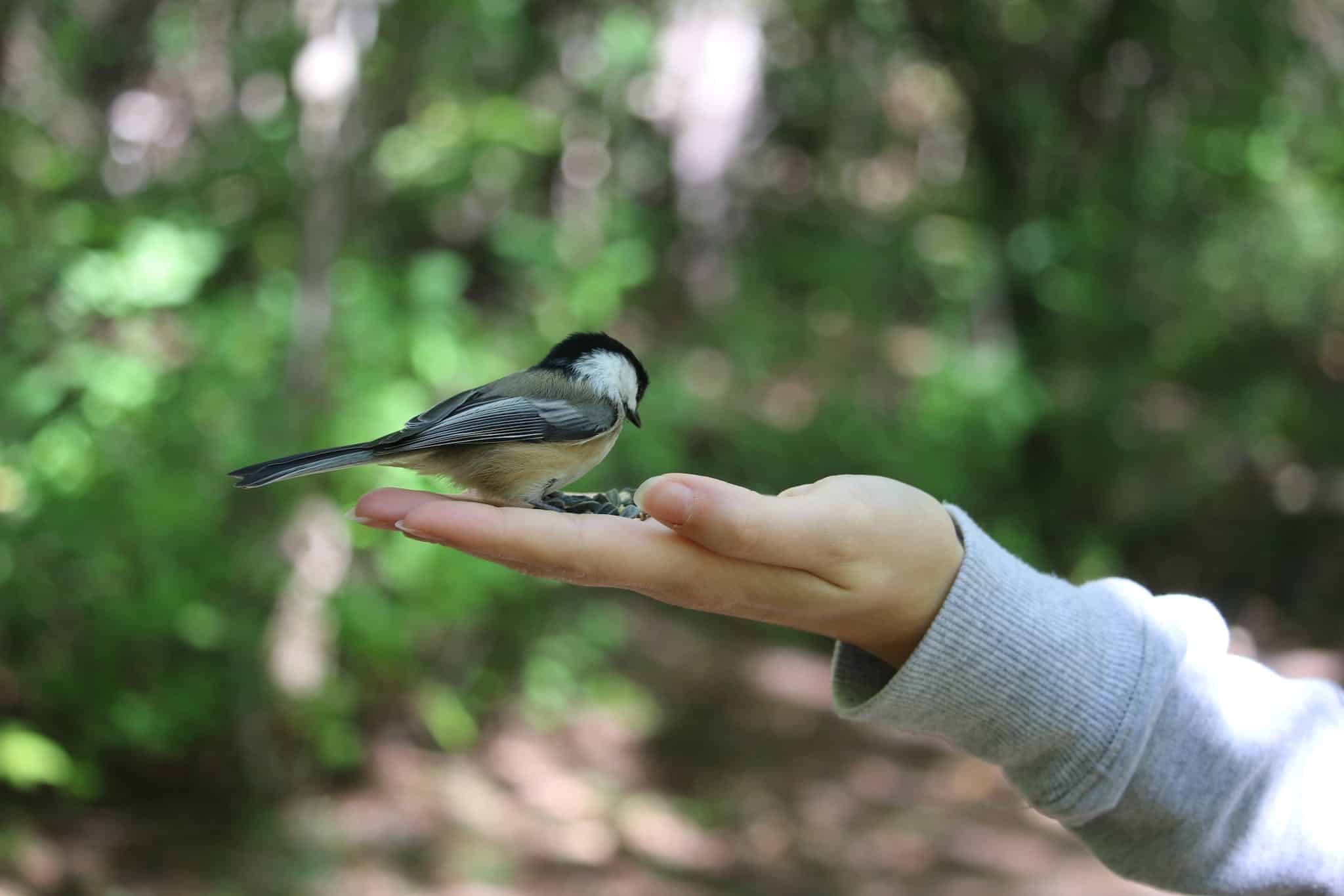Person Holding Black and White Bird