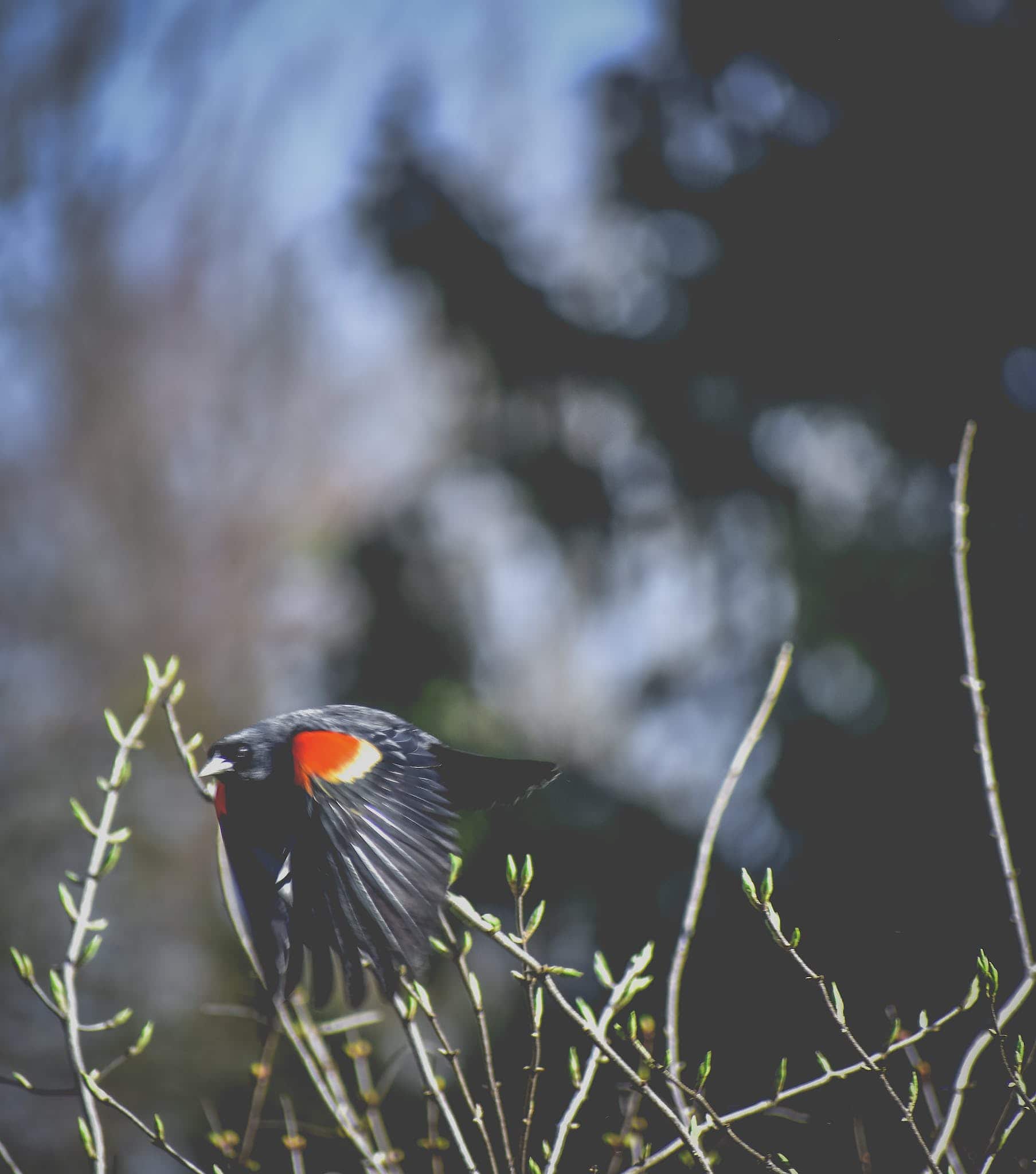 Side view of predatory black bird with bright red spot on plumage and pointed beak flying above thin twigs with small leaves behind tree in daylight