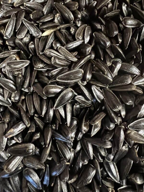 Close-up of black sunflower seeds.