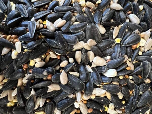 Mixed birdseed with sunflower seeds and grains