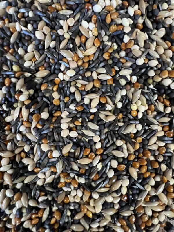 Mixed wild rice grains close-up.