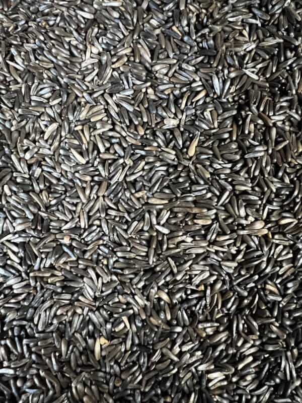 Close-up of black wild rice grains.