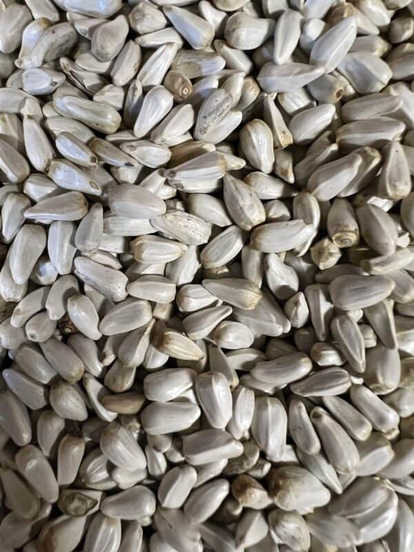 Close-up of sunflower seeds background.