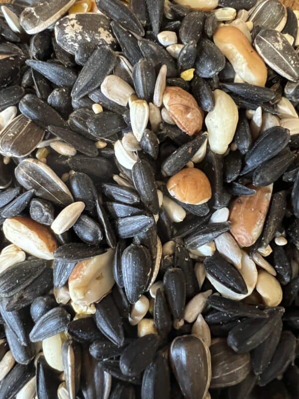 Assorted mixed nuts and seeds close-up.