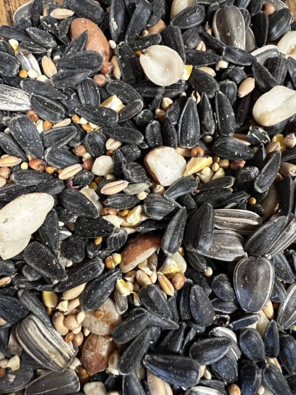 Mixed birdseed with sunflower seeds and grains.